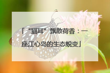 “猫耳”飘散荷香：一座江心岛的生态蜕变
