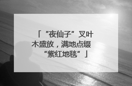 “夜仙子”叉叶木盛放，满地点缀“紫红地毯”
