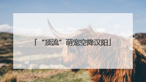 “顶流”萌宠空降汉阳