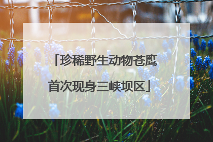 珍稀野生动物苍鹰首次现身三峡坝区