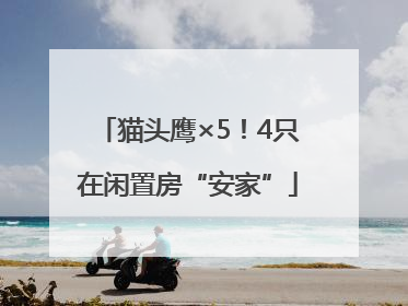 猫头鹰×5！4只在闲置房“安家”