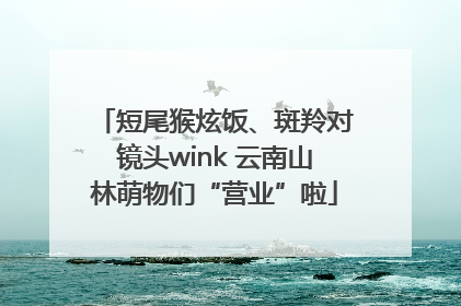 短尾猴炫饭、斑羚对镜头wink 云南山林萌物们“营业”啦