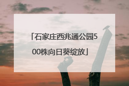 石家庄西兆通公园500株向日葵绽放