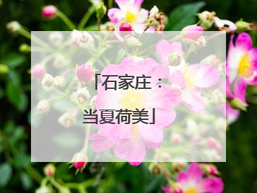 石家庄：当夏荷美