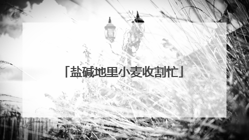 盐碱地里小麦收割忙