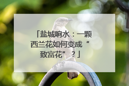 盐城响水：一颗西兰花如何变成“致富花”？
