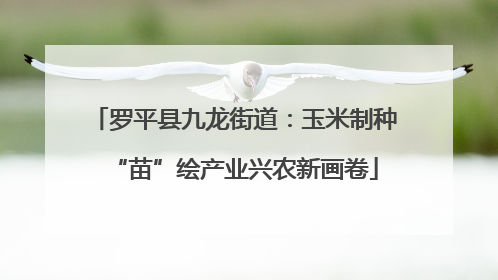 罗平县九龙街道：玉米制种“苗”绘产业兴农新画卷