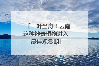 一叶当舟！云南这种神奇植物进入最佳观赏期