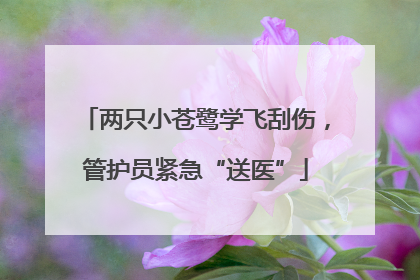 两只小苍鹭学飞刮伤，管护员紧急“送医”