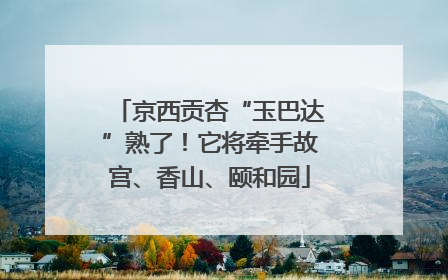 京西贡杏“玉巴达”熟了！它将牵手故宫、香山、颐和园