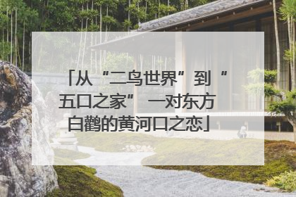 从“二鸟世界”到“五口之家” 一对东方白鹳的黄河口之恋