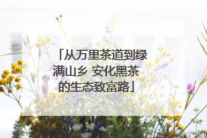 从万里茶道到绿满山乡 安化黑茶的生态致富路