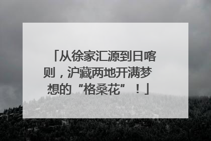 从徐家汇源到日喀则，沪藏两地开满梦想的“格桑花”！