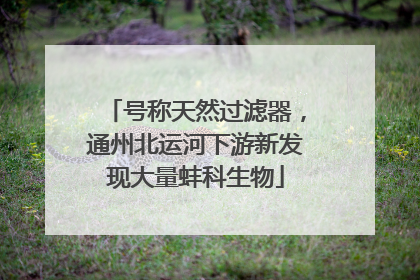 号称天然过滤器，通州北运河下游新发现大量蚌科生物