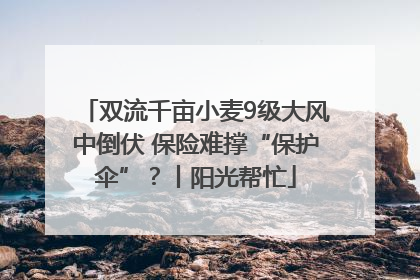 双流千亩小麦9级大风中倒伏 保险难撑“保护伞”？丨阳光帮忙