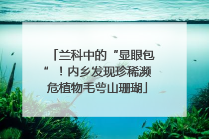兰科中的“显眼包”！内乡发现珍稀濒危植物毛萼山珊瑚