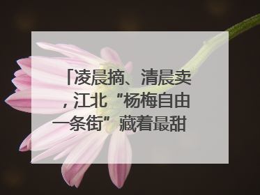 凌晨摘、清晨卖，江北“杨梅自由一条街”藏着最甜的烟火气