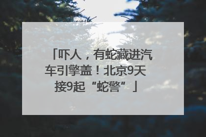 吓人，有蛇藏进汽车引擎盖！北京9天接9起“蛇警”