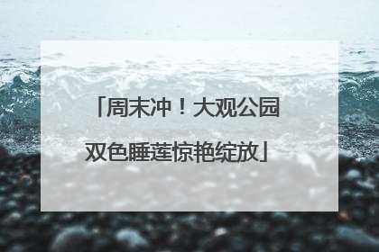 周末冲！大观公园双色睡莲惊艳绽放