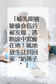 哺乳期猪獾偷食苞谷被发现，逃跑途中累瘫在地！就地放生让其回家“奶孩子”