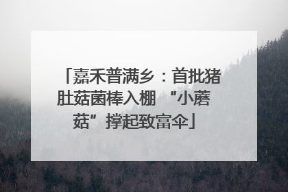 嘉禾普满乡：首批猪肚菇菌棒入棚 “小蘑菇”撑起致富伞