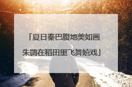 夏日秦巴腹地美如画 朱鹮在稻田里飞舞嬉戏