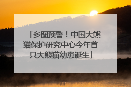 多图预警！中国大熊猫保护研究中心今年首只大熊猫幼崽诞生