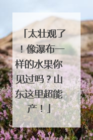 太壮观了！像瀑布一样的水果你见过吗？山东这里超能产！