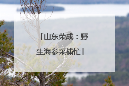山东荣成：野生海参采捕忙