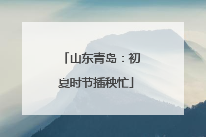 山东青岛：初夏时节插秧忙