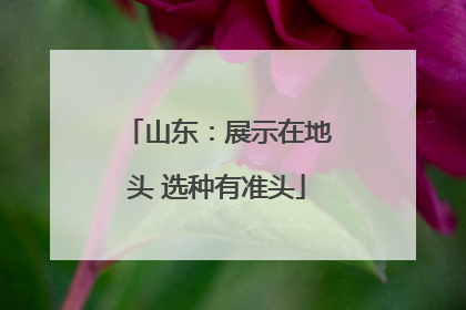 山东：展示在地头 选种有准头