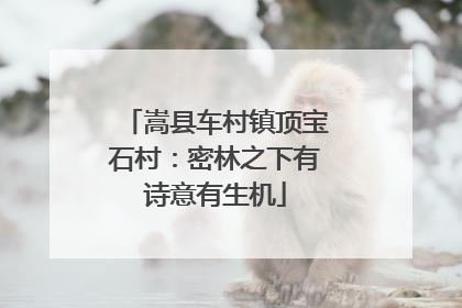 嵩县车村镇顶宝石村：密林之下有诗意有生机