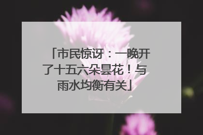 市民惊讶：一晚开了十五六朵昙花！与雨水均衡有关