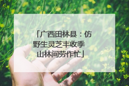 广西田林县：仿野生灵芝丰收季 山林间劳作忙