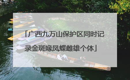 广西九万山保护区同时记录金斑喙凤蝶雌雄个体
