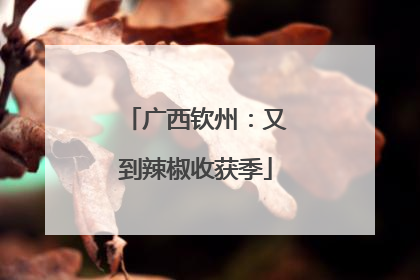 广西钦州：又到辣椒收获季