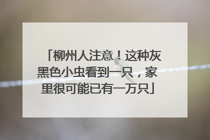 柳州人注意！这种灰黑色小虫看到一只，家里很可能已有一万只