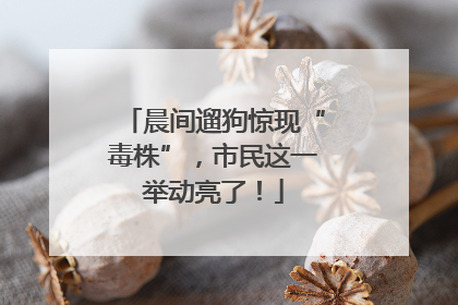 晨间遛狗惊现“毒株”，市民这一举动亮了！