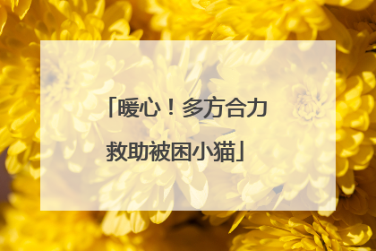 暖心！多方合力救助被困小猫