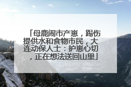 母鹿闹市产崽，踢伤提供水和食物市民，大连动保人士：护崽心切，正在想法送回山里