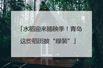 水稻迎来插秧季！青岛这些稻田披“绿装”