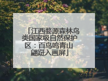 江西婺源森林鸟类国家级自然保护区：百鸟鸣青山 翩跹入画屏