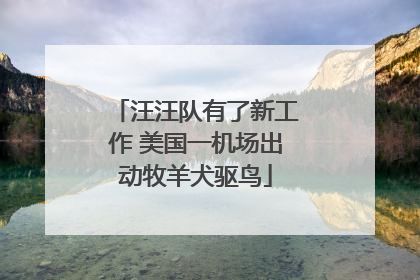 汪汪队有了新工作 美国一机场出动牧羊犬驱鸟