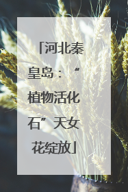河北秦皇岛：“植物活化石”天女花绽放