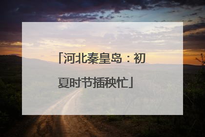 河北秦皇岛：初夏时节插秧忙