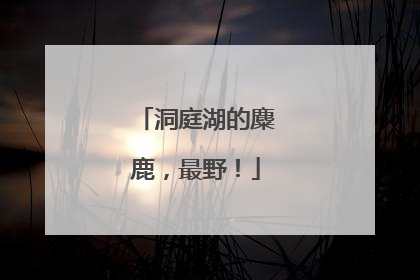 洞庭湖的麋鹿，最野！