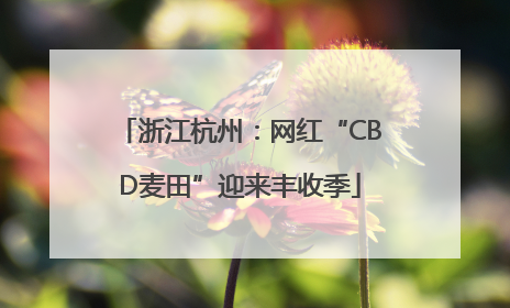 浙江杭州：网红“CBD麦田”迎来丰收季