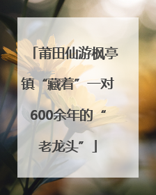 莆田仙游枫亭镇“藏着”一对600余年的“老龙头”
