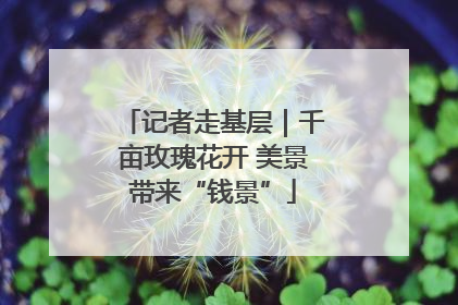 记者走基层｜千亩玫瑰花开 美景带来“钱景”