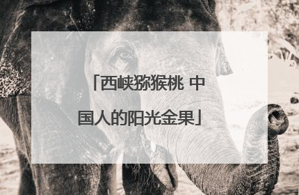 西峡猕猴桃 中国人的阳光金果